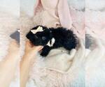 Small #4 Shih-Poo