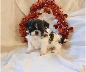 Shih Tzu Puppy for sale in MILLERSBURG, OH, USA