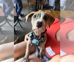 Small #1 Mutt