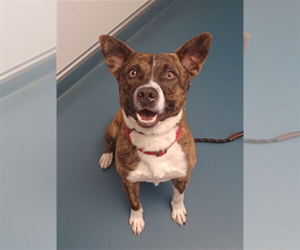 Medium Photo #1 Mutt Puppy For Sale in Fort Collins, CO, USA