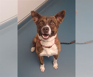 Mutt Dogs for adoption in Fort Collins, CO, USA