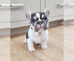 Small #1 French Bulldog