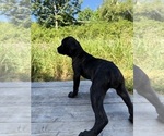 Small #1 Cane Corso