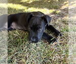 Small #1 American Staffordshire Terrier-Labrador Retriever Mix