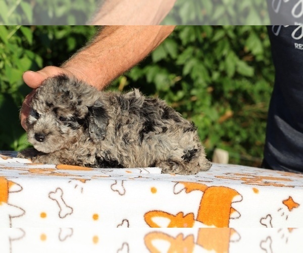 Medium Photo #19 Poodle (Toy) Puppy For Sale in DYERSBURG, TN, USA