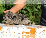 Small #18 Poodle (Toy)