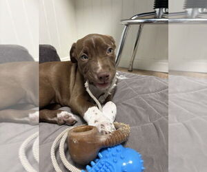 Mutt Dogs for adoption in Evansville, IN, USA