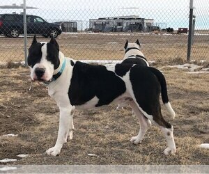 Bull Terrier-Unknown Mix Dogs for adoption in Yoder, CO, USA