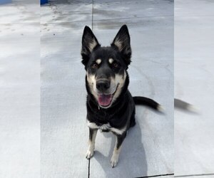 English Shepherd-Unknown Mix Dogs for adoption in Lancaster, PA, USA