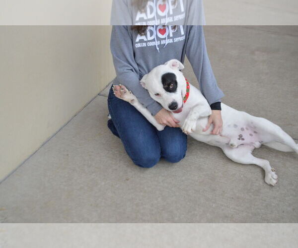 Medium Photo #3 Mutt Puppy For Sale in McKinney, TX, USA