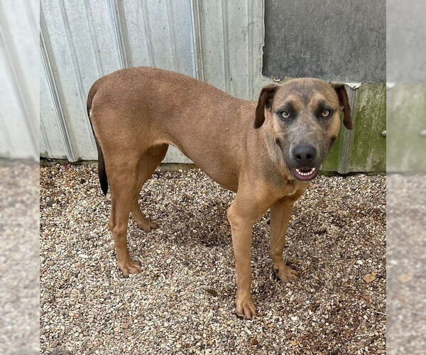 Medium Photo #1 Mountain Cur-Unknown Mix Puppy For Sale in Oakhurst, NJ, USA