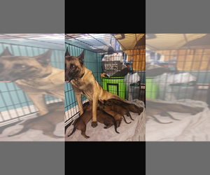 Mother of the Belgian Malinois puppies born on 07/20/2025