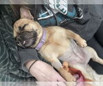 Small #3 French Bulldog