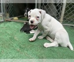 Puppy Lloron Boxer
