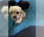 Puppy Puppy 2 Poodle (Toy)