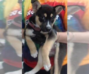 Australian Kelpie-Unknown Mix Dogs for adoption in Pasadena, TX, USA