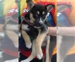 Small Australian Kelpie Mix