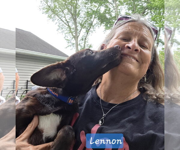 Medium Photo #2 Dachsador Puppy For Sale in Oakhurst, NJ, USA