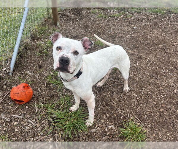 Medium Photo #1 Boxer-Unknown Mix Puppy For Sale in McKinleyville, CA, USA