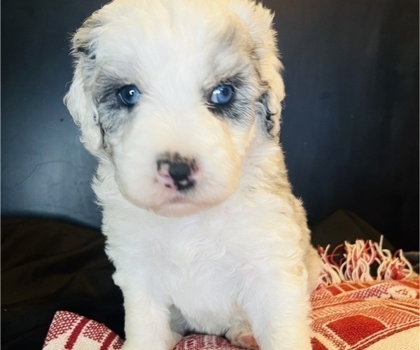Medium Photo #15 Sheepadoodle Puppy For Sale in HUNTINGTON BEACH, CA, USA