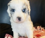 Small #14 Sheepadoodle