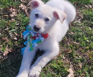 German Shepherd Dog Puppy for sale in BARTLETT, TN, USA
