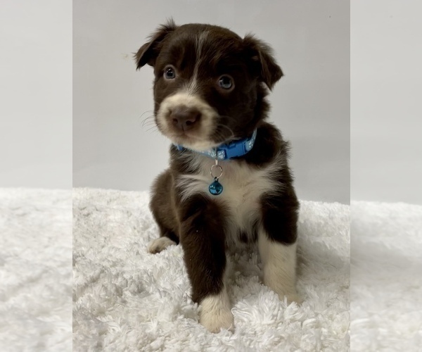 Medium Photo #7 Australian Shepherd Puppy For Sale in NEOSHO, MO, USA