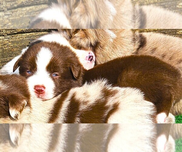 Medium Photo #1 Australian Shepherd Puppy For Sale in NELSON, VA, USA