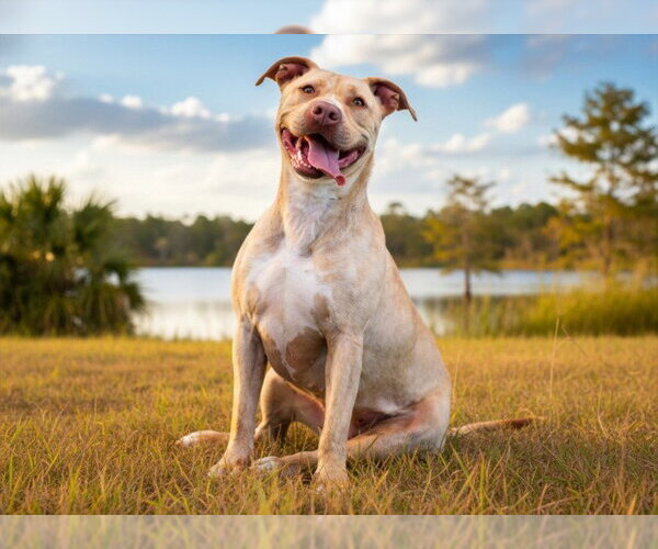 Medium Photo #2 American Bulldog-Unknown Mix Puppy For Sale in Tavares, FL, USA
