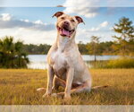Small #1 American Bulldog Mix