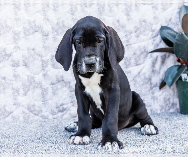 Medium Photo #11 Great Dane Puppy For Sale in WAKARUSA, IN, USA