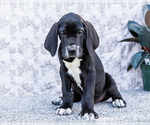Small #10 Great Dane