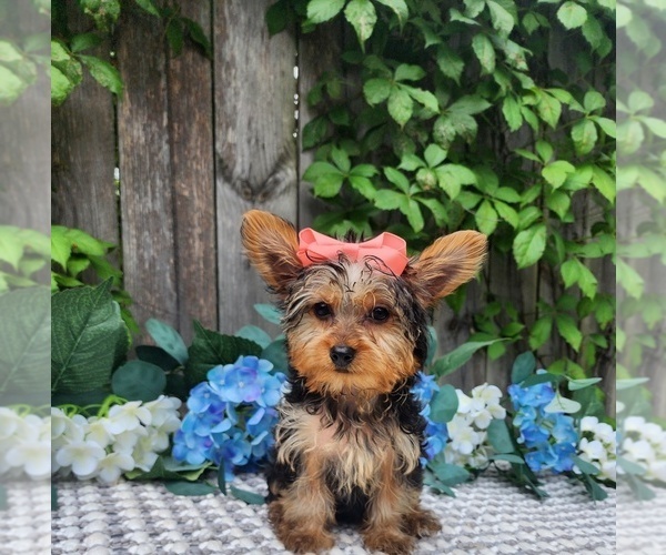 Medium Photo #7 Yorkshire Terrier Puppy For Sale in INDIANAPOLIS, IN, USA