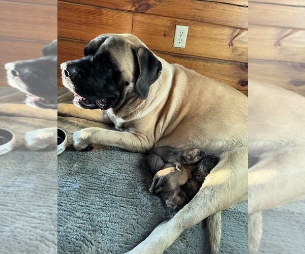 Medium Photo #1 Cane Corso-Mastiff Mix Puppy For Sale in FERGUSON, NC, USA