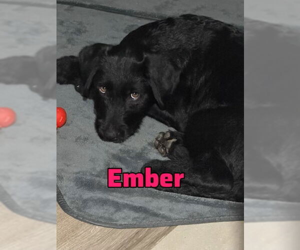 Medium Photo #1 Border Collie-Unknown Mix Puppy For Sale in MIDWAY, UT, USA