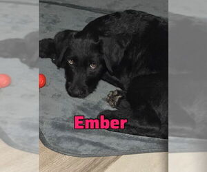 Border Collie Mix Dog for Adoption in MIDWAY, Utah USA