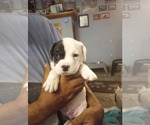 Small #1 American Bully