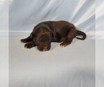 Small Photo #20 Golden Mountain Dog Puppy For Sale in BLACK FOREST, CO, USA