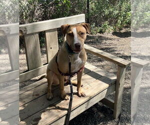 CJ - Male Mutt Dog for Adoption - Photo #3