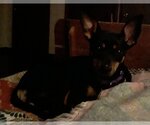 Small Photo #3 Miniature Pinscher Puppy For Sale in Newfoundland, PA, USA