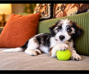 **LIVY** - Female Mutt Dog for Adoption - Photo #3
