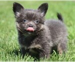 Small #30 Chihuahua