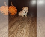 Small Photo #2 Morkie Puppy For Sale in LAPEER, MI, USA