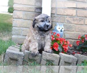 ShihPoo Dogs for adoption in CANTON, OH, USA