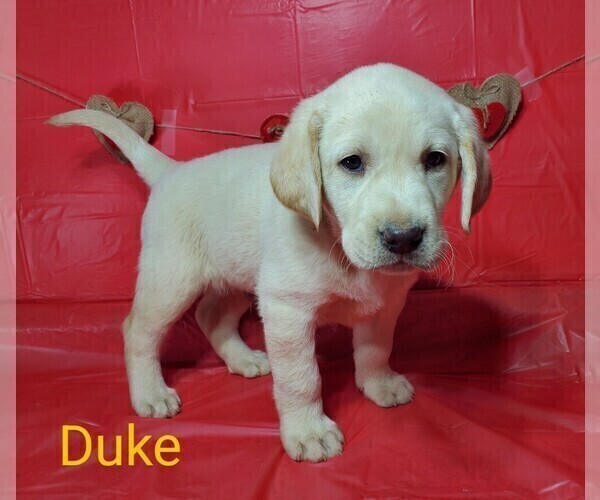 Medium Photo #1 Labrador Retriever Puppy For Sale in CATO, NY, USA