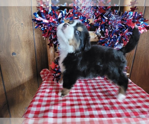 Medium Photo #8 Bernese Mountain Dog Puppy For Sale in BLACK FOREST, CO, USA