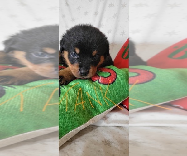 Medium Photo #2 Rottweiler Puppy For Sale in GENEVA, NY, USA