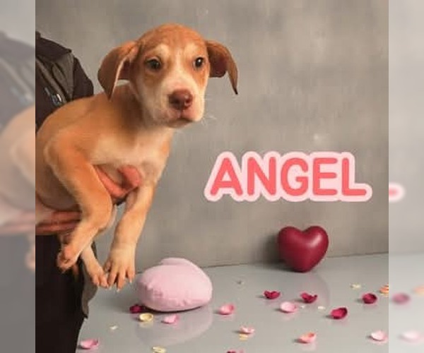 Medium Photo #1 Mutt Puppy For Sale in Westwood, NJ, USA