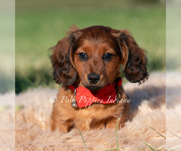 Medium Photo #2 Dachshund Puppy For Sale in WARSAW, IN, USA