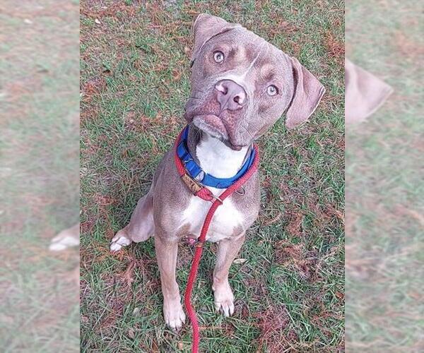 Medium Photo #2 Mutt Puppy For Sale in Fort Lauderdale, FL, USA